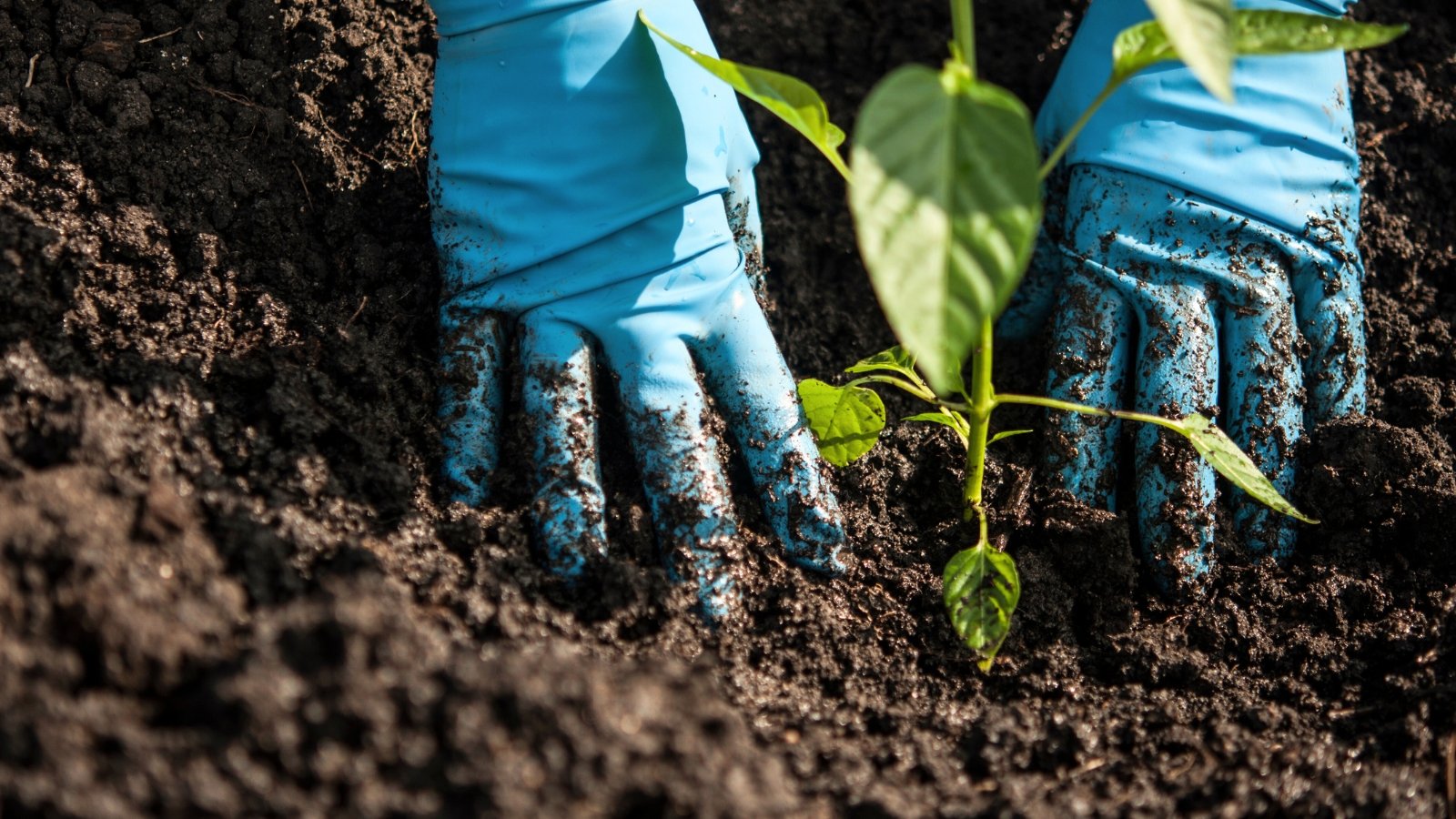 Close-up of female hands in blue gloves planting a pepper seedling with green tapered leaves in loose black soil in a garden bed.