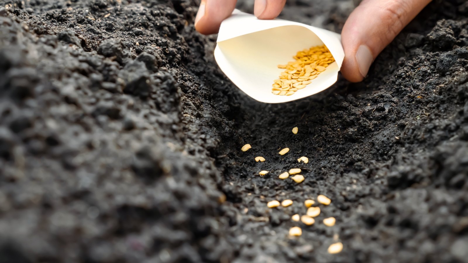 Close-up of a woman's hand sowing tiny, round, flat, yellowish hot pepper seeds into moist black soil.