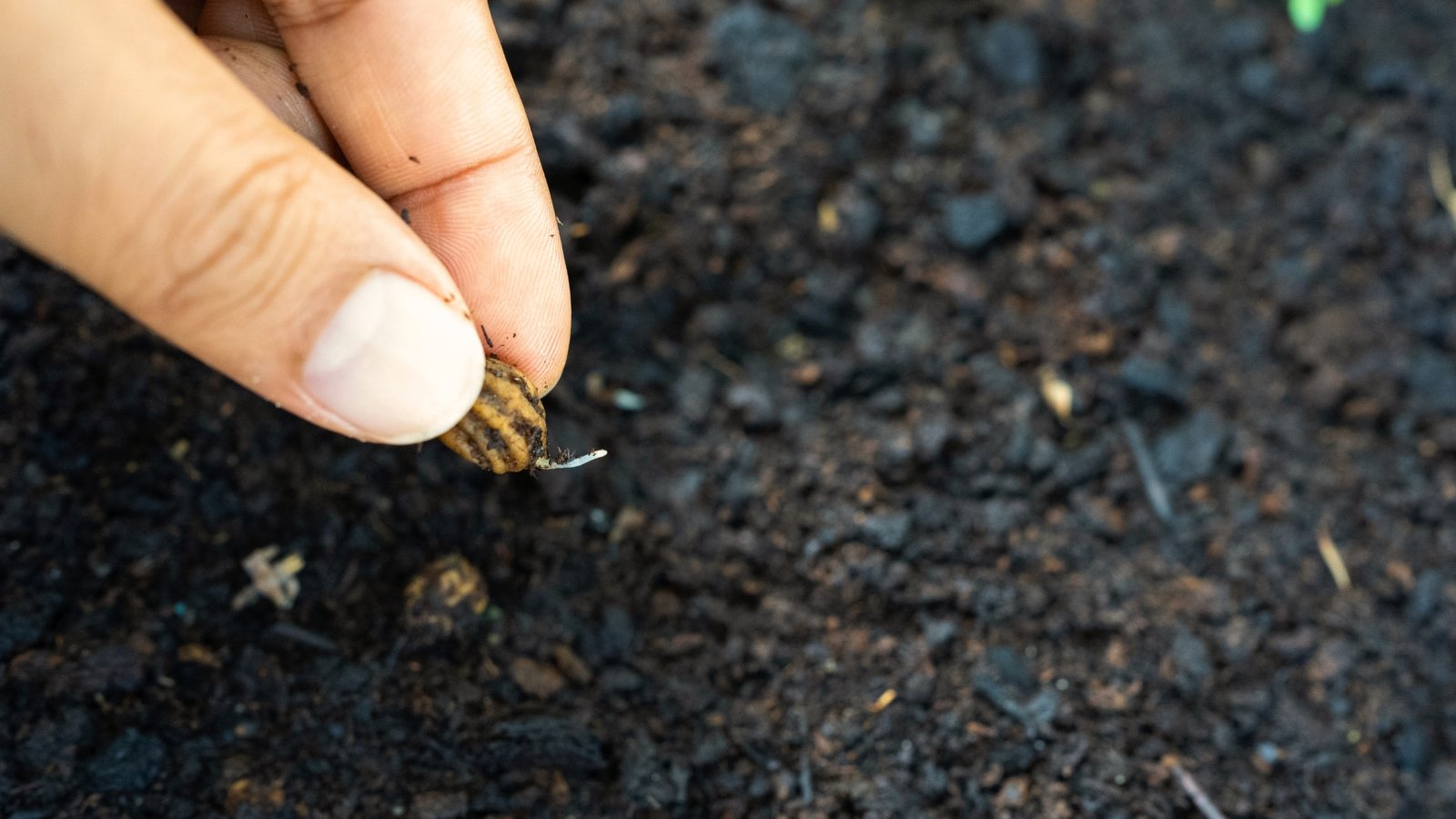 Close-up of a woman's hand planting a sprouted nasturtium seed in moist black soil.