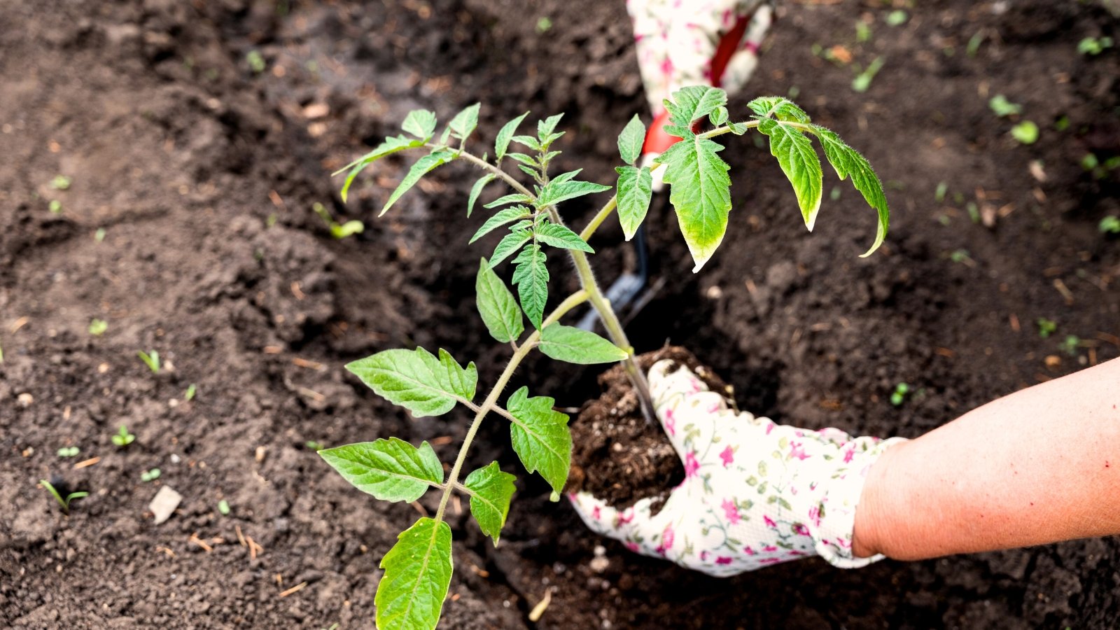 Close-up of female hands in white flower gloves planting young tomato seedlings with small jagged green leaves using a garden trowel in a garden.