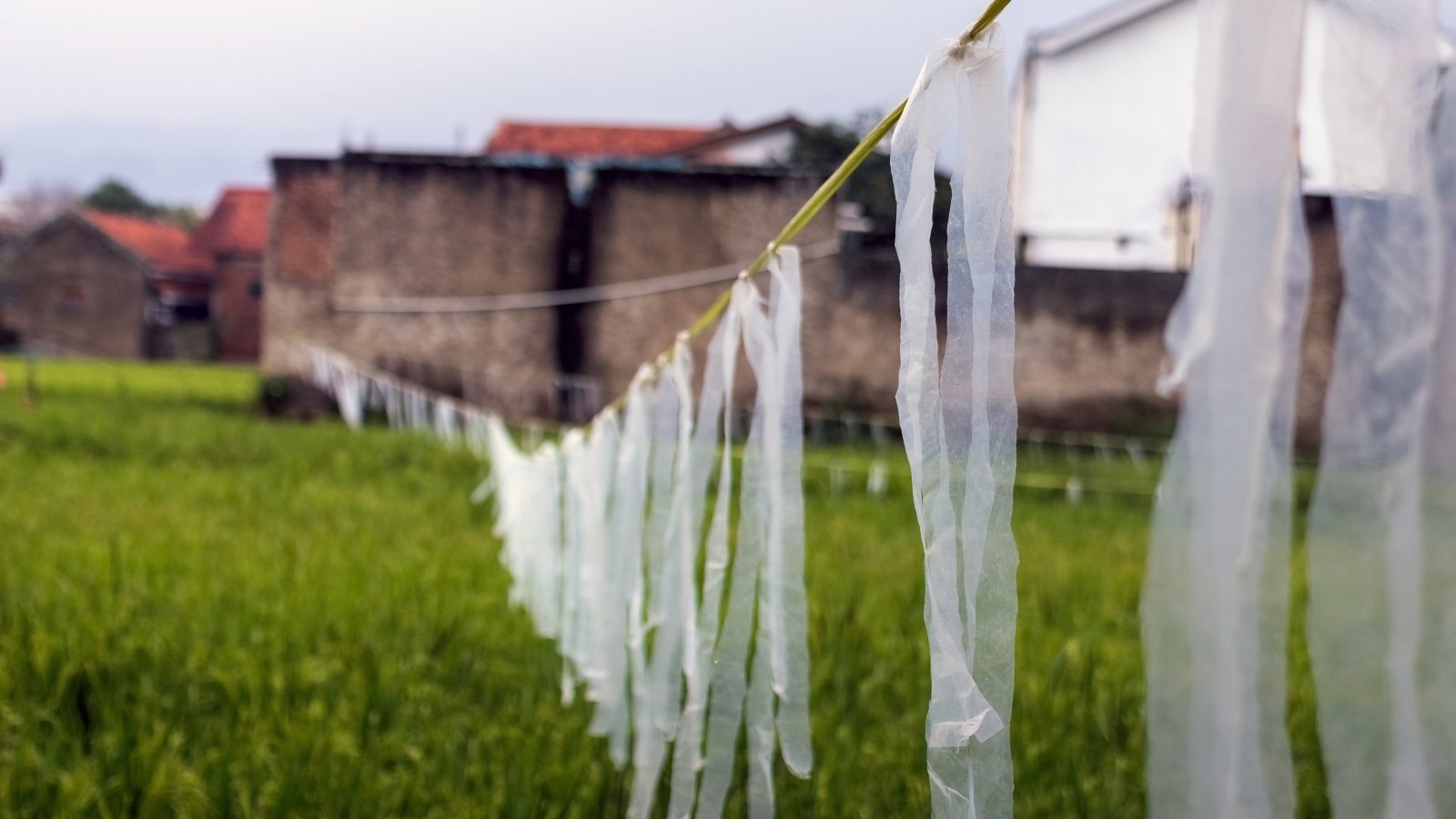 White, elongated, snake-like plastic strips flutter in the wind in the garden.