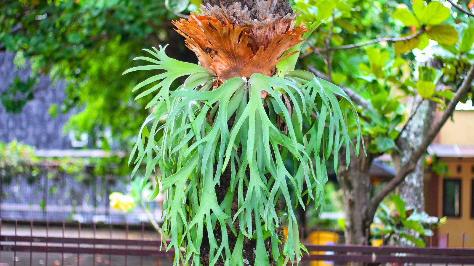 An epiphytic plant on a tree trunk showcases reddish-brown shield-like fronds and cascading, deeply lobed vibrant green fronds resembling antlers.