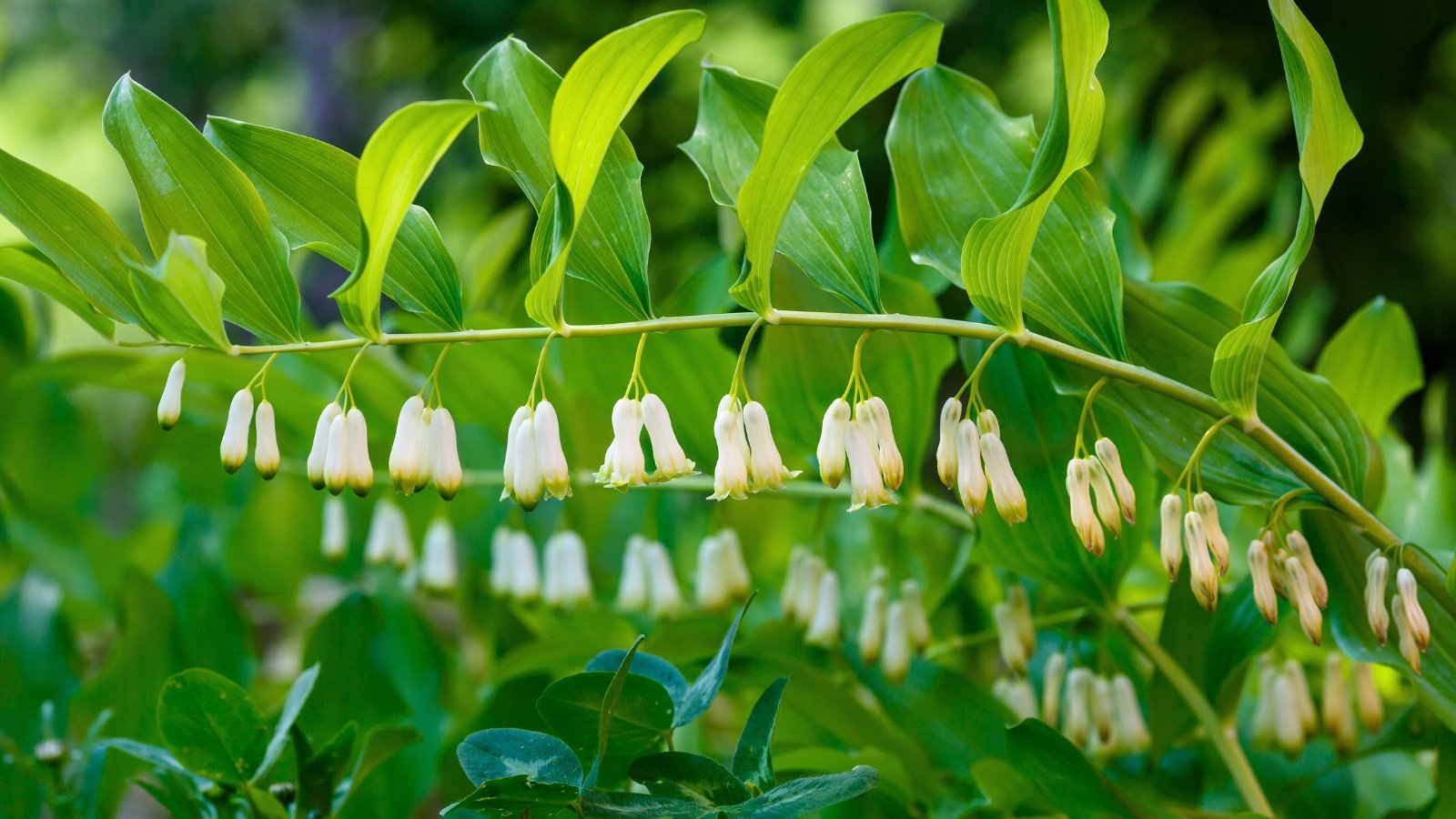 A graceful arching stem with alternating broad green leaves features numerous pendulous, bell-shaped white flowers with greenish-yellow tips hanging underneath.