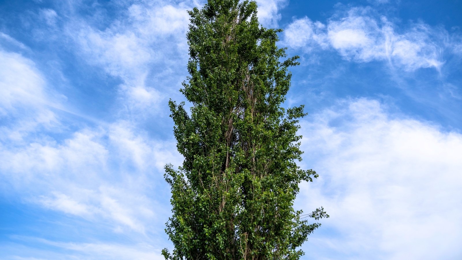 A tall, slender tree with dense green foliage extending vertically towards a bright blue sky with wispy clouds.