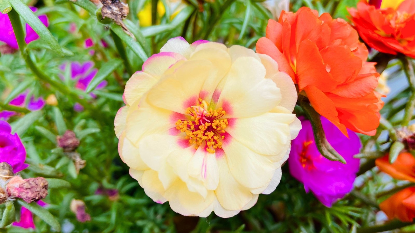 A large blossom with many layers of creamy yellow petals and a vibrant fuchsia and yellow center is surrounded by other colorful flowers.
