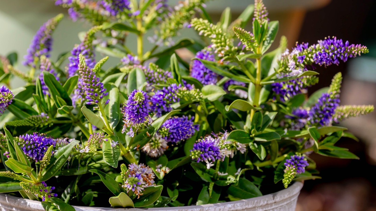 Rounded form with short, thick leaves that have a slight sheen, contrasted by upright blooms in shades of purple growing in a large flowerpot in the garden.