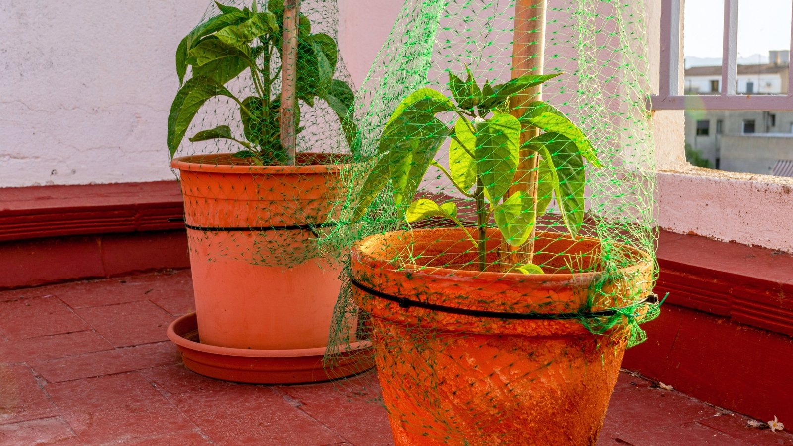 Two potted young pepper plants with lush green leaves sit on a balcony beneath green netting for sun protection.
