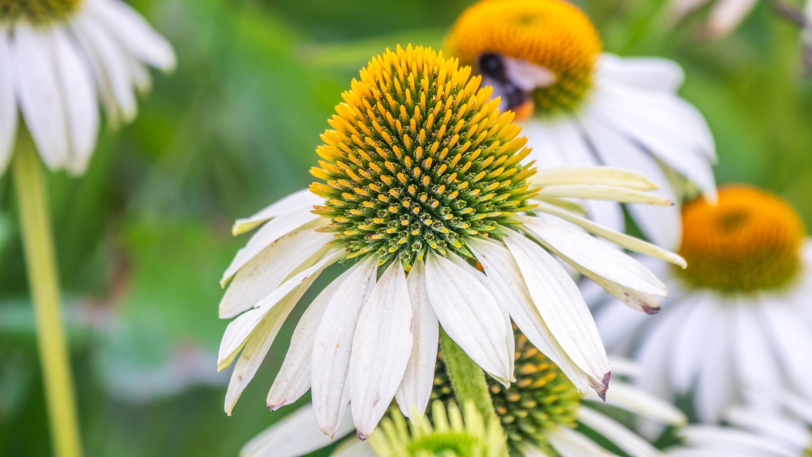 Pure white slender petals fan out neatly from a smooth pale green cone on upright stems with elongated dark green leaves.