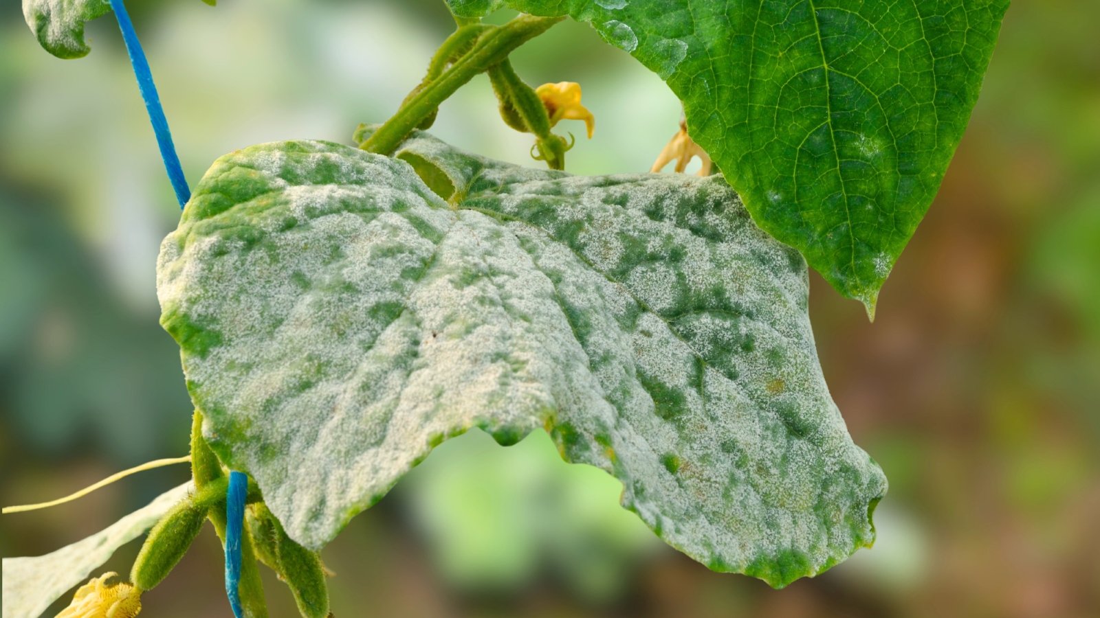 Cucumber leaf with a rough, lobed surface and serrated edges, covered in white, powdery patches spreading across its green surface
