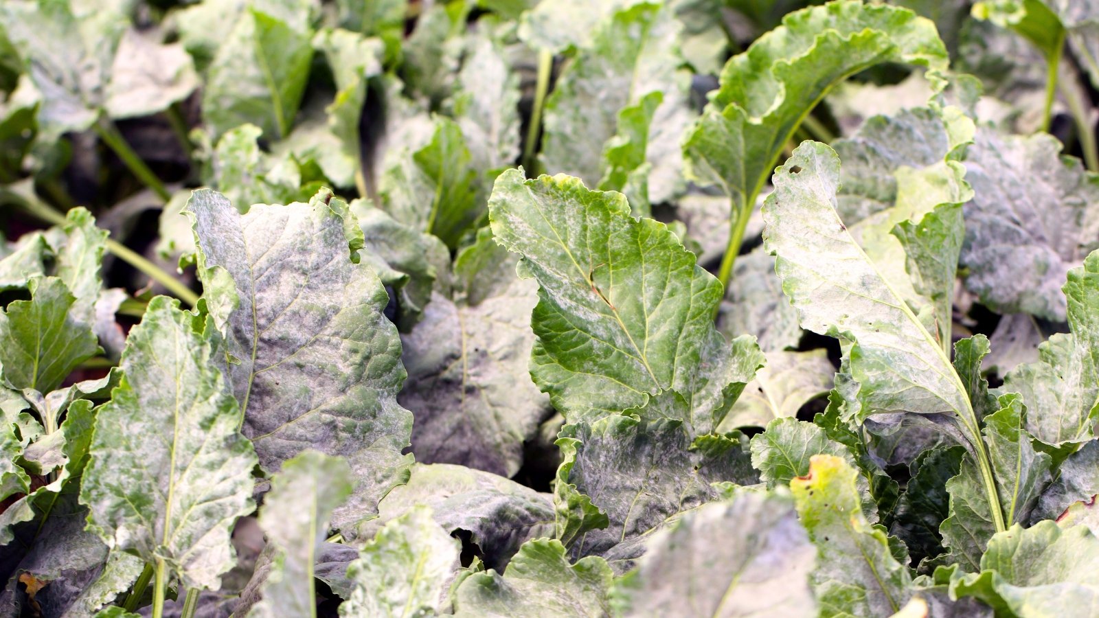White powdery patches cover the broad green leaves of sugar beet plants.