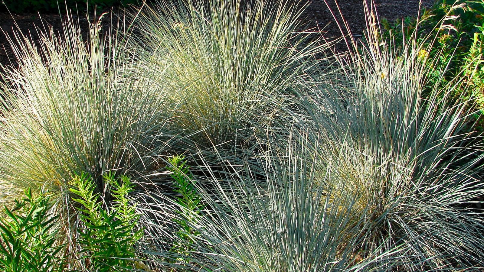 A close-up shot of a small composition of the Premier variety of ornamental plants