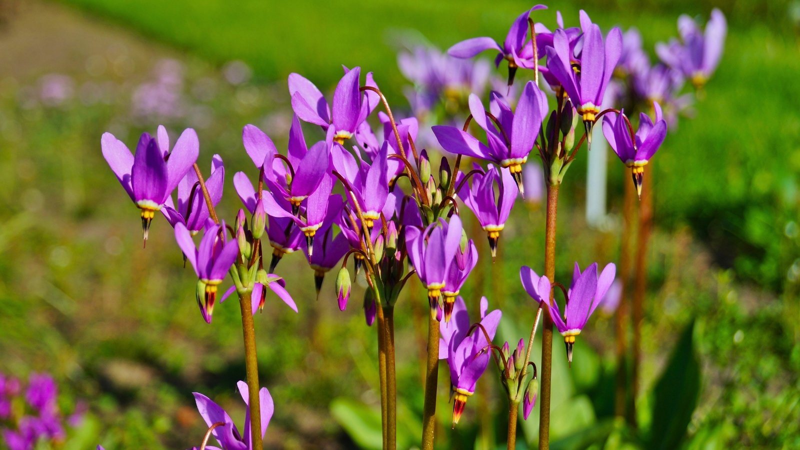 A group of vibrant purple flowers with reflexed petals and distinctive yellow and red centers are shown on thin stems.