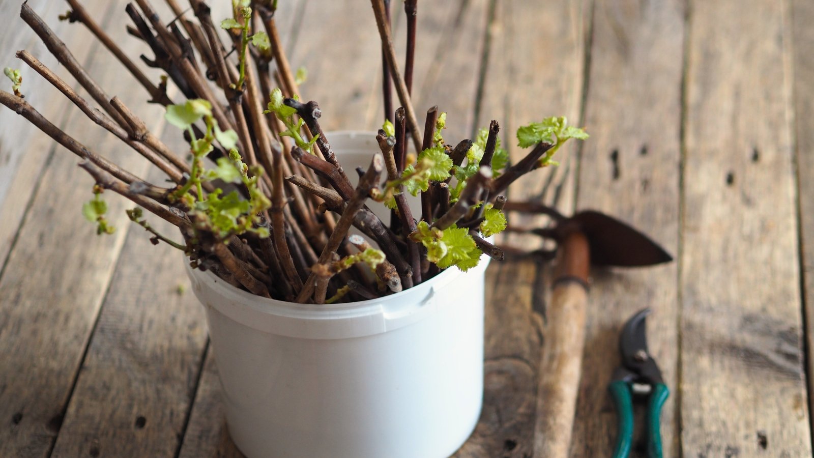 White plastic bucket full of grape cuttings with young green leaves.