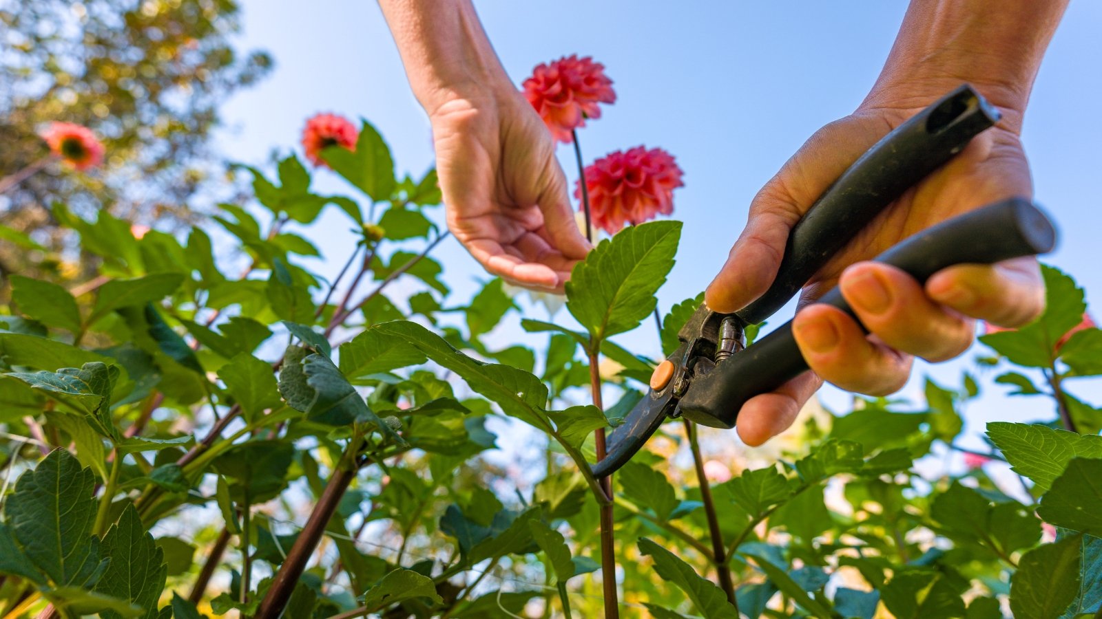 A bottom view, close up of a gardener's hands with pruning shears, cutting tall stems of Dahlia with large, fluffy pink pom-pom flowers.