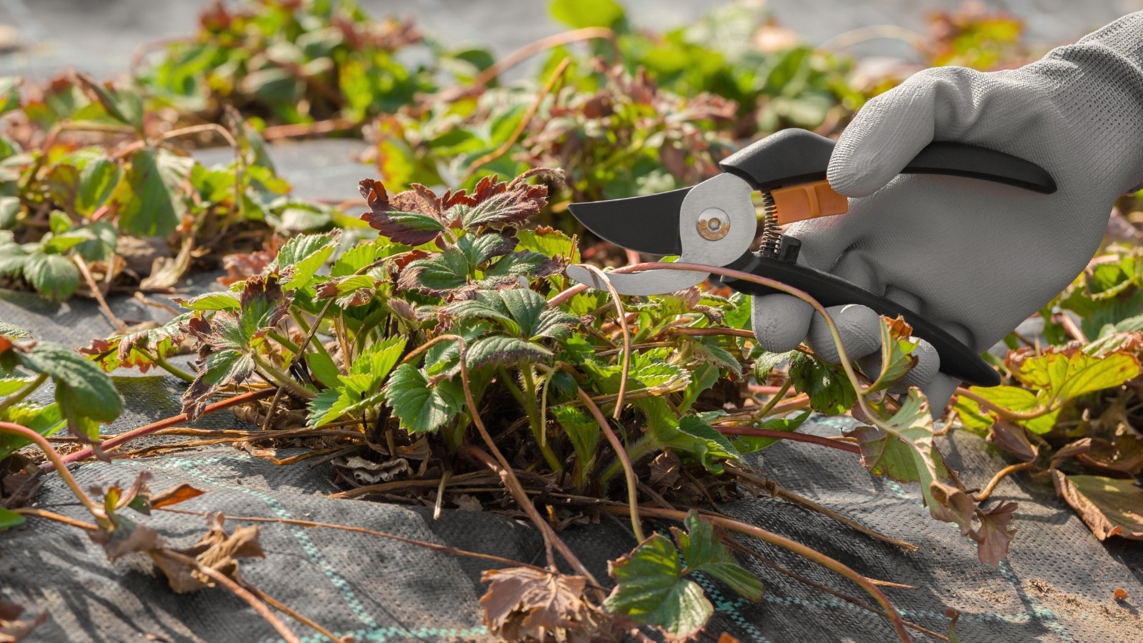 A gardener’s hand carefully pruning dead brown leaves and stems from a strawberry plant to renovate a dying strawberry patch.