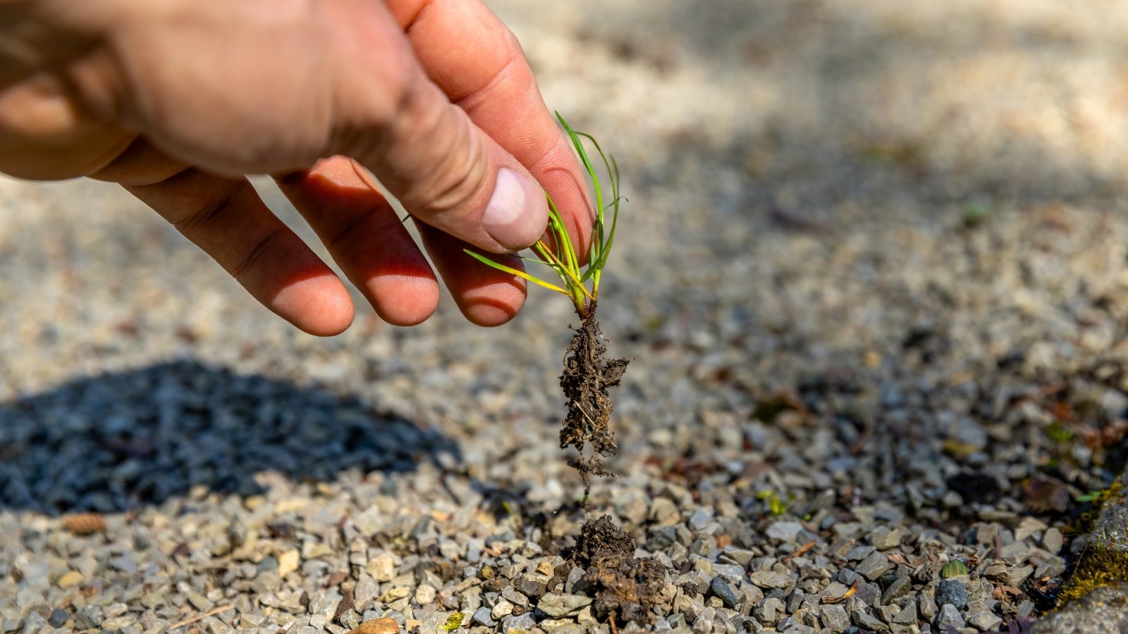 Close-up of a gardener's hand pulling out a young weed in a flower bed covered with fine grey gravel.