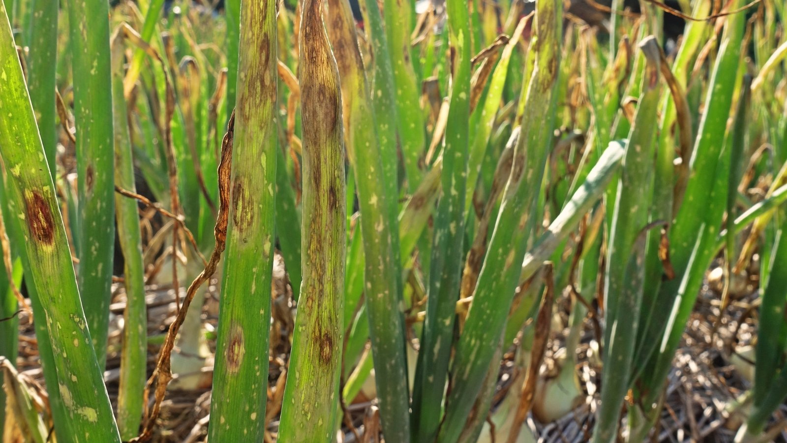 Onion plants with elongated purple lesions and yellow edges on drooping, discolored leaves.