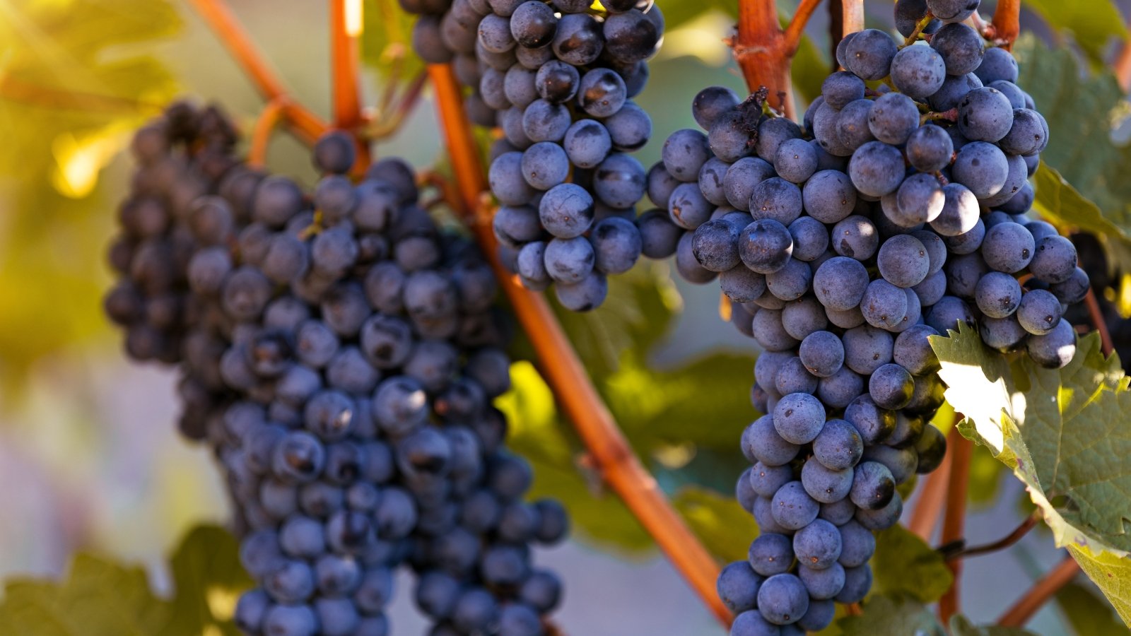 Purple fruits dangle from slender stems wrapped around weathered supports and leafy growth.