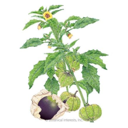 Purple Tomatillo