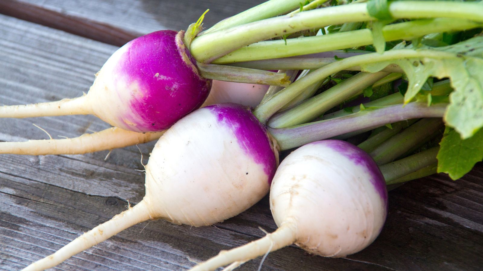 A close-up and overhead shot of several freshly harvested turnip crops called ‘Purple Top White Globe’