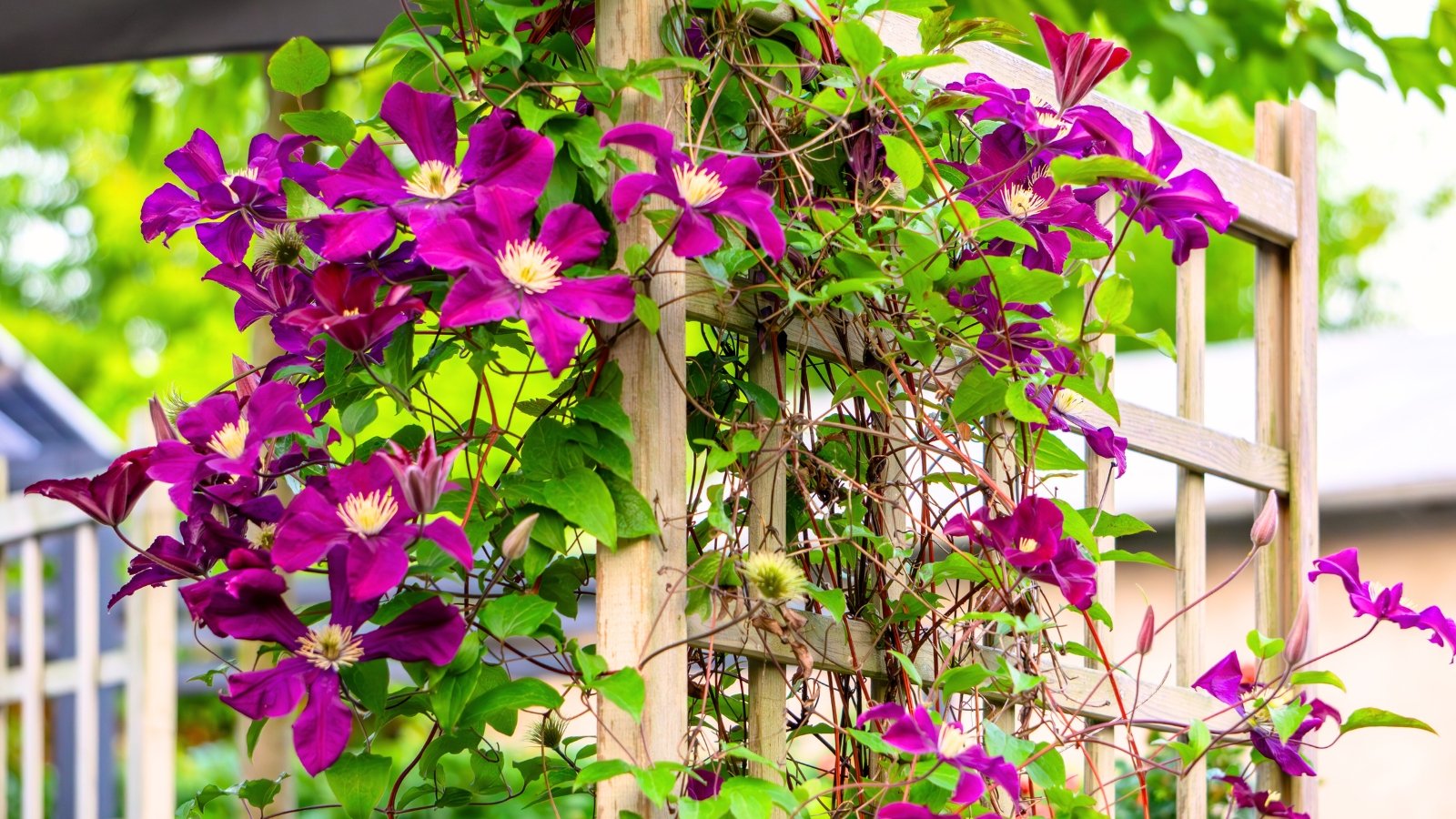 Purple flowers with star-shaped petals and bright yellow centers bloom among heart-shaped green leaves as they climb a wooden garden trellis.
