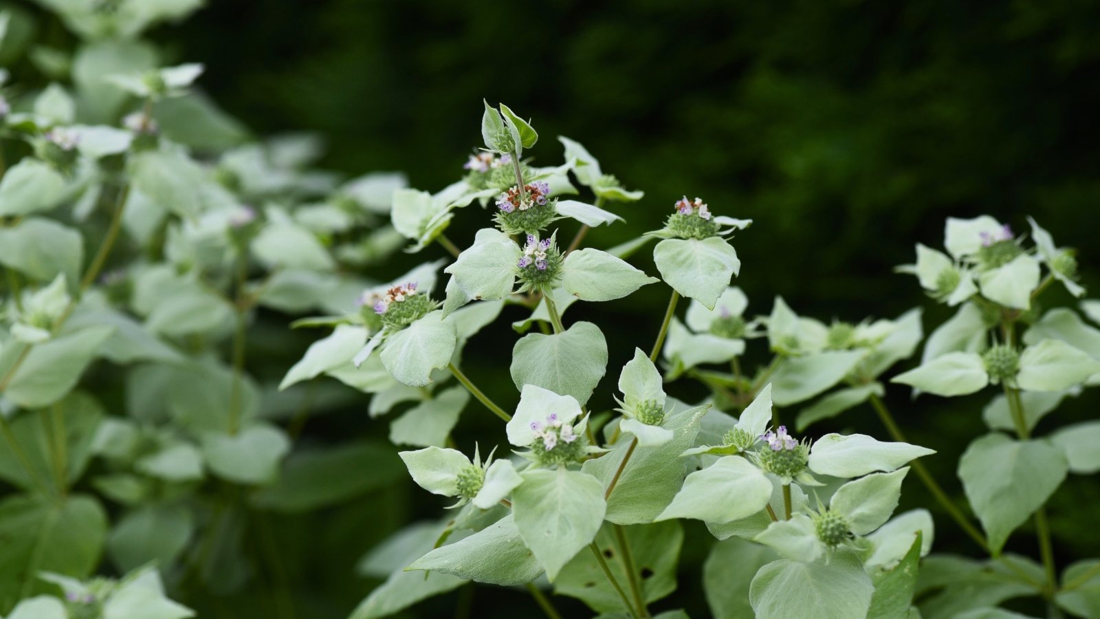 Delicate, pale green, heart-shaped leaves with frosty white tips and tiny pink and purple flower clusters against a dark green background.