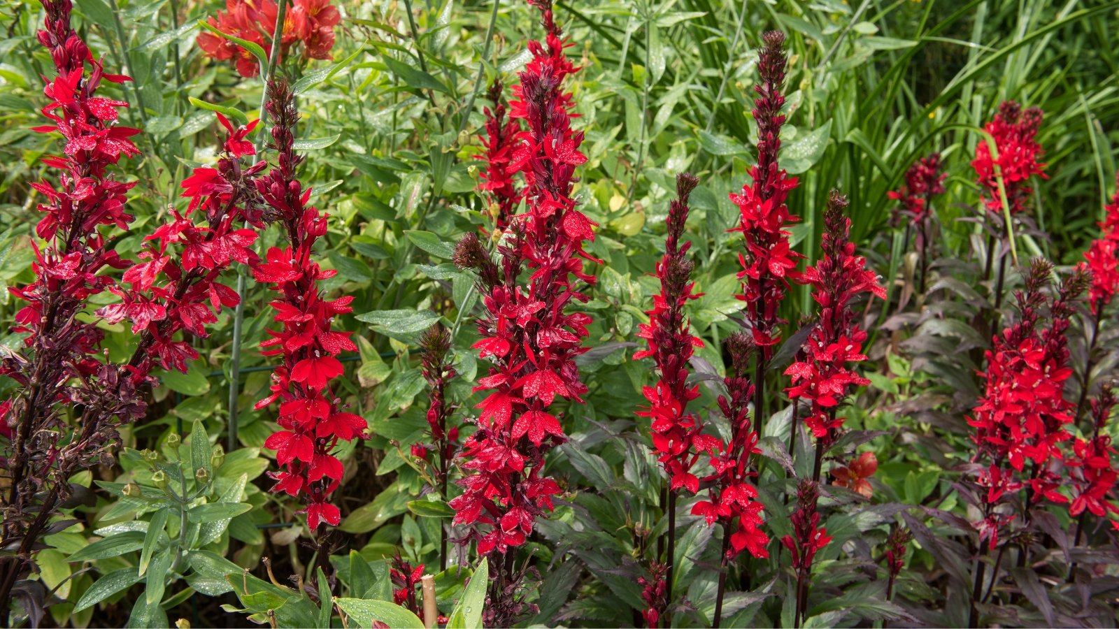 Spiky clusters of deep scarlet flowers bloom above bronzy-green leaves with purple undertones.
