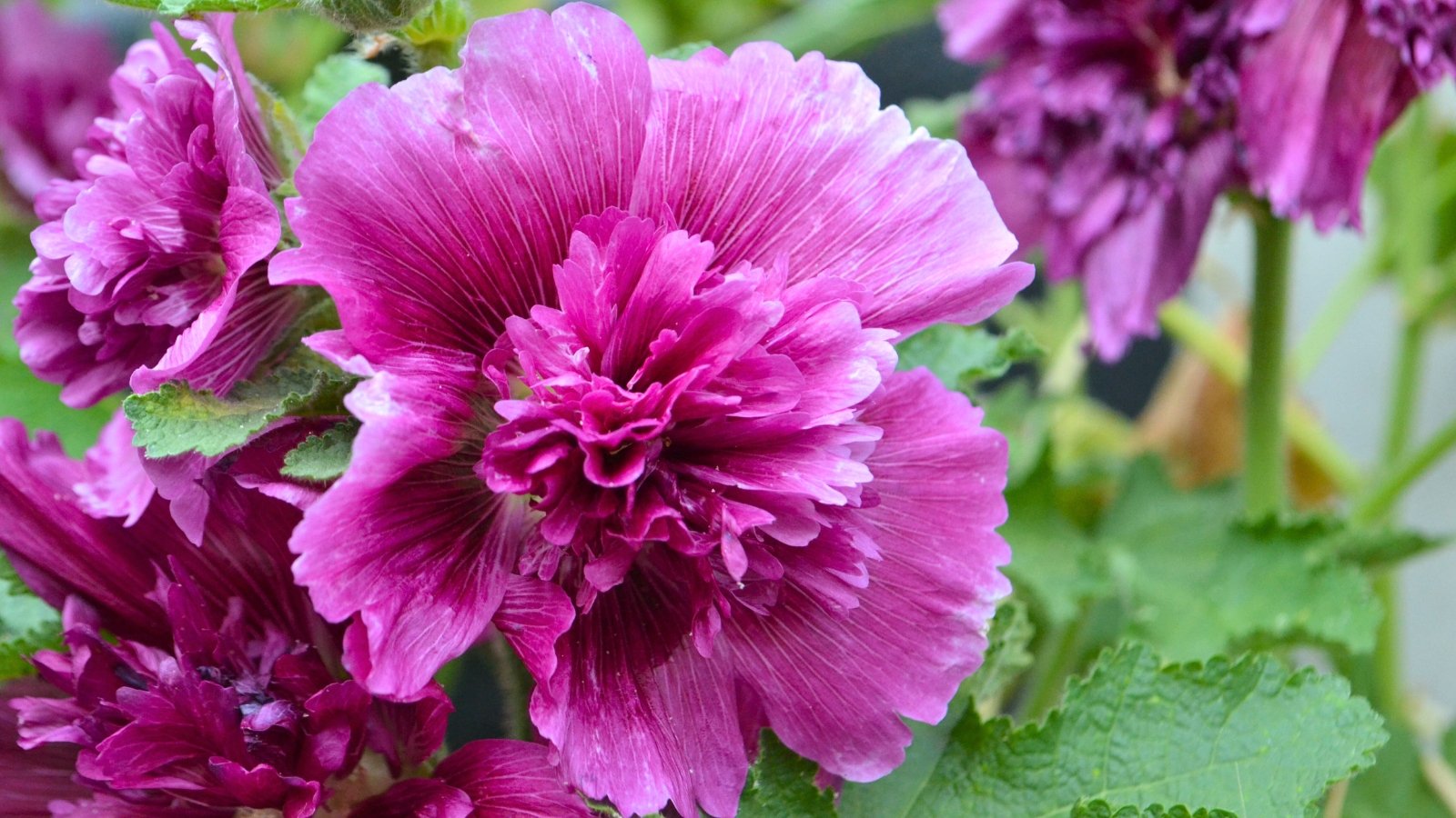 A rich fuchsia-purple, multi-petaled flower with a darker ruffled center, surrounded by green leaves and blurred blooms.