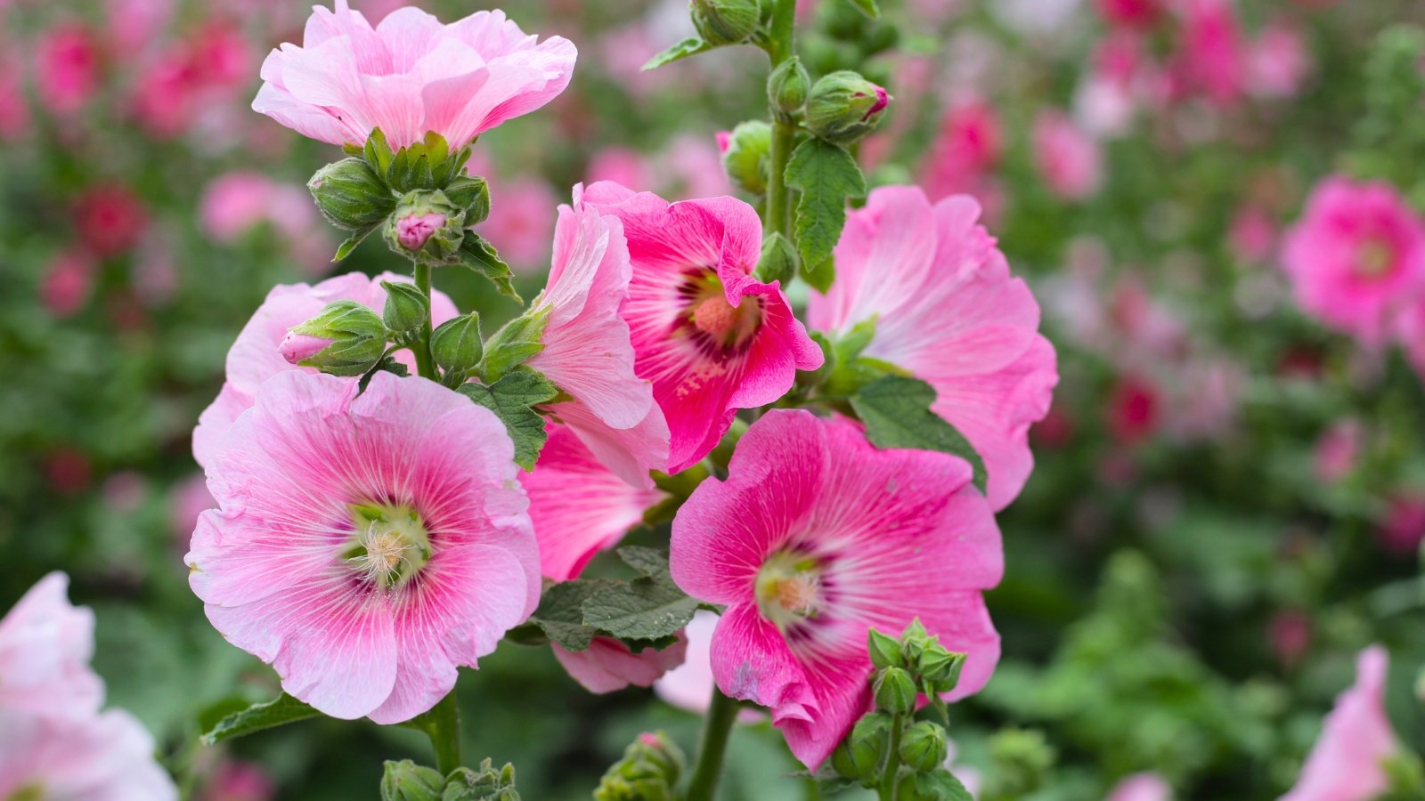 A stalk with vibrant pink, five-petaled flowers, some with darker throats and yellow centers, and green buds.
