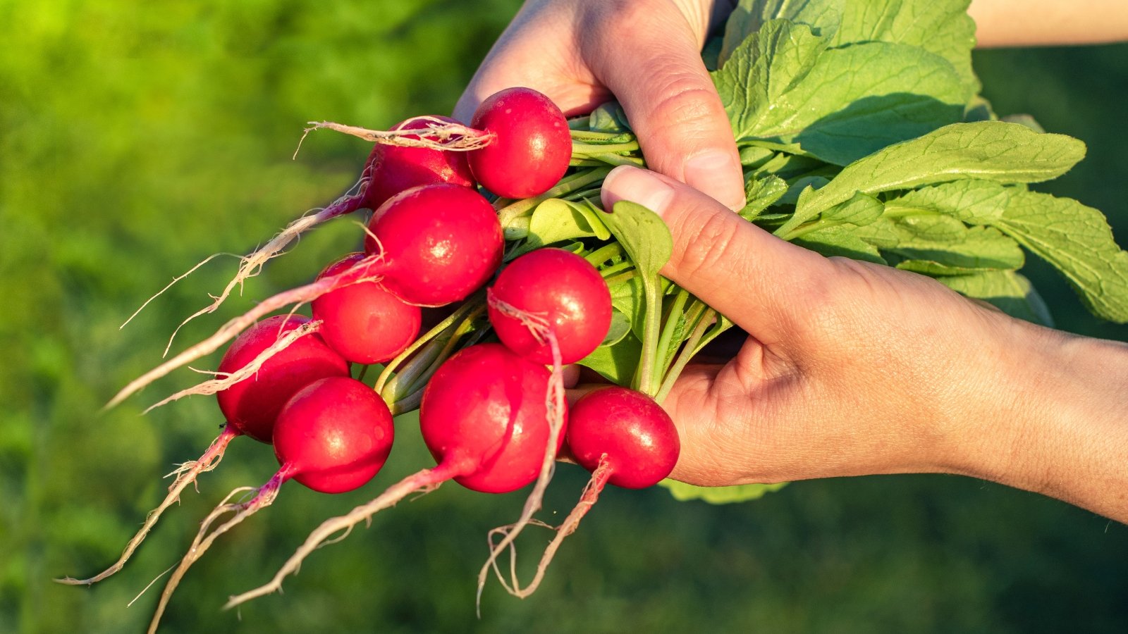 A woman holds a bunch of small, round red roots with white tips and leafy green tops freshly pulled from the soil.
