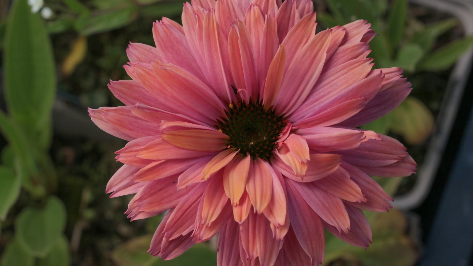 A vibrant mix of orange, pink, and yellow petals blend around dark orange cones atop tall stems with lance-shaped serrated leaves.