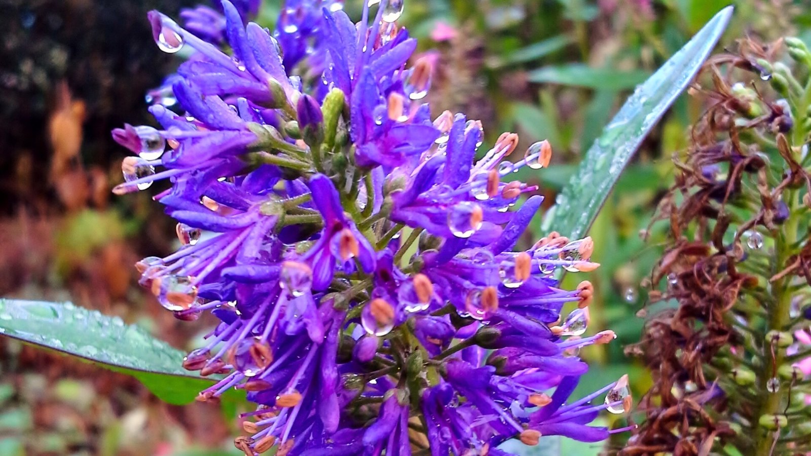 Close-up of purple tubular flowers collected in an oblong brush-like inflorescence, covered with raindrops.