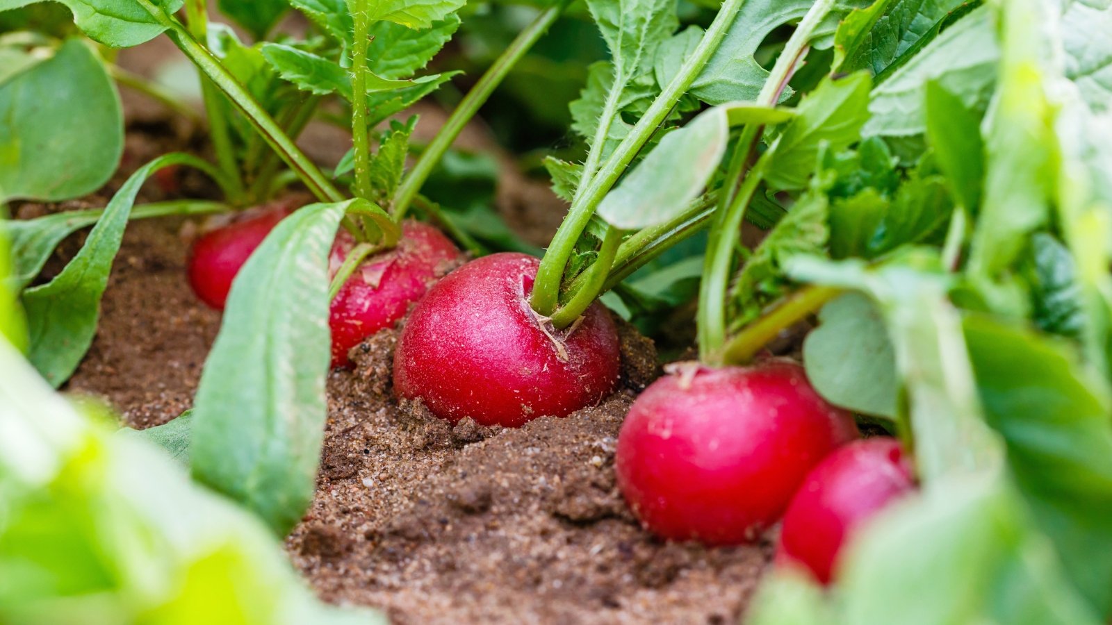 Broad, crisp leaves with red stems top round, reddish bulbs just above the soil surface.