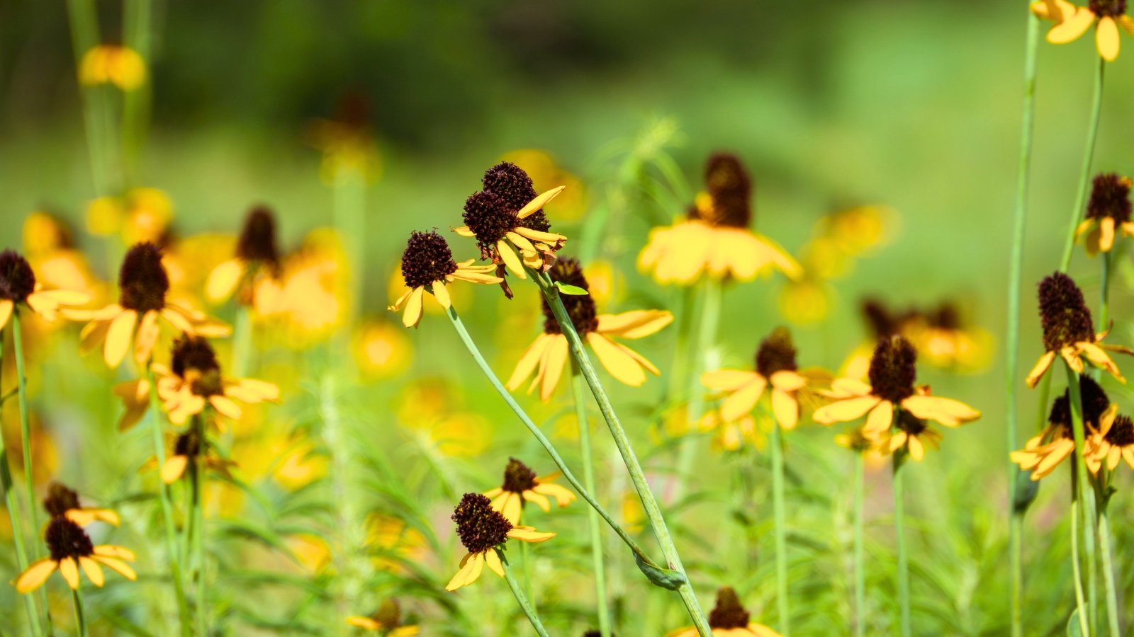 A field of tall, slender-stemmed flowers with drooping yellow petals and prominent dark brown, conical centers is depicted.