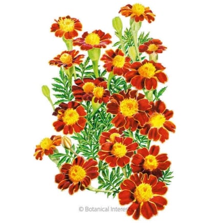 Red Metamorph French Marigold Seeds