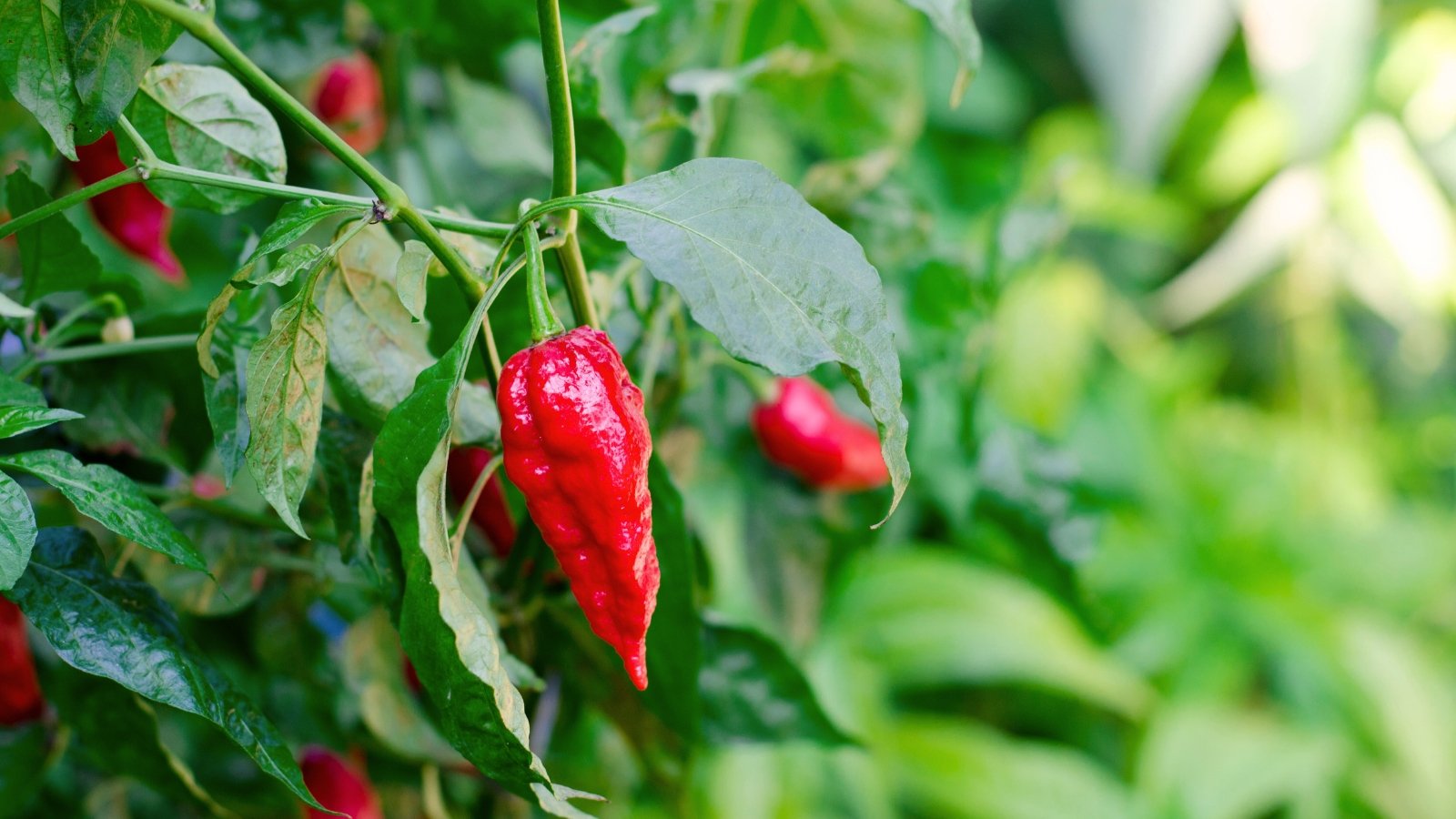A vibrant plant with slender green stems, glossy ovate leaves, and small elongated, wrinkled red fruits.