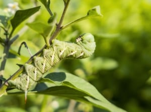 A large green tomato hornworm clings to a tomato stem among chewed leaves, highlighting the need to repel tomato hornworms naturally.