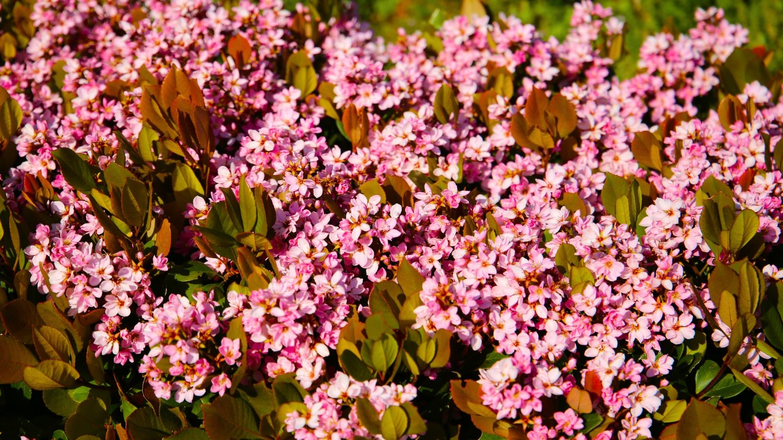 A dense cluster of small, pale pink flowers with reddish-brown new leaves and darker green mature leaves.