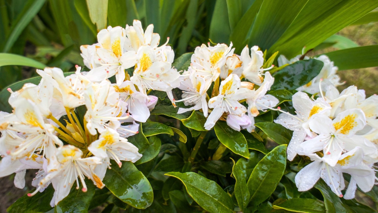 A cluster of white, trumpet-shaped blossoms with golden-yellow blotches and pink blushes, surrounded by glossy green leaves.