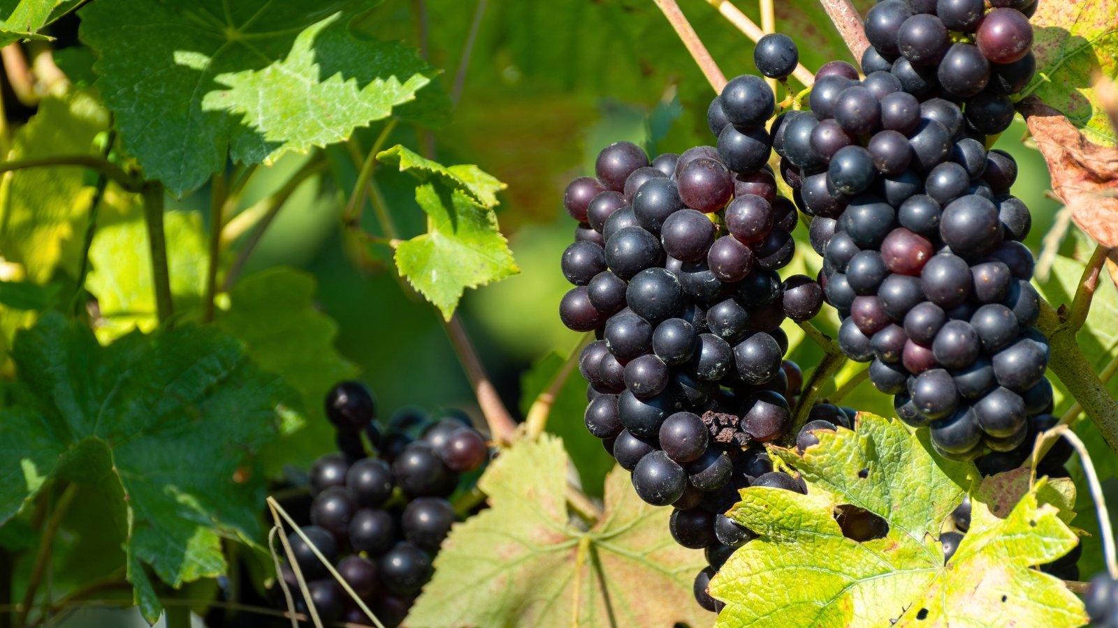 Ripe clusters of small, black grapes hang tightly packed on the vine, surrounded by lush green leaves.