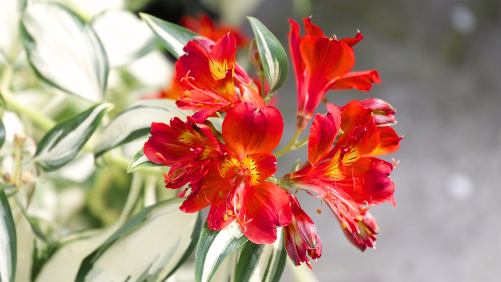 Speckled red and cream flowers with narrow petals bloom atop tall stems and slender, variegated, lance-shaped leaves.