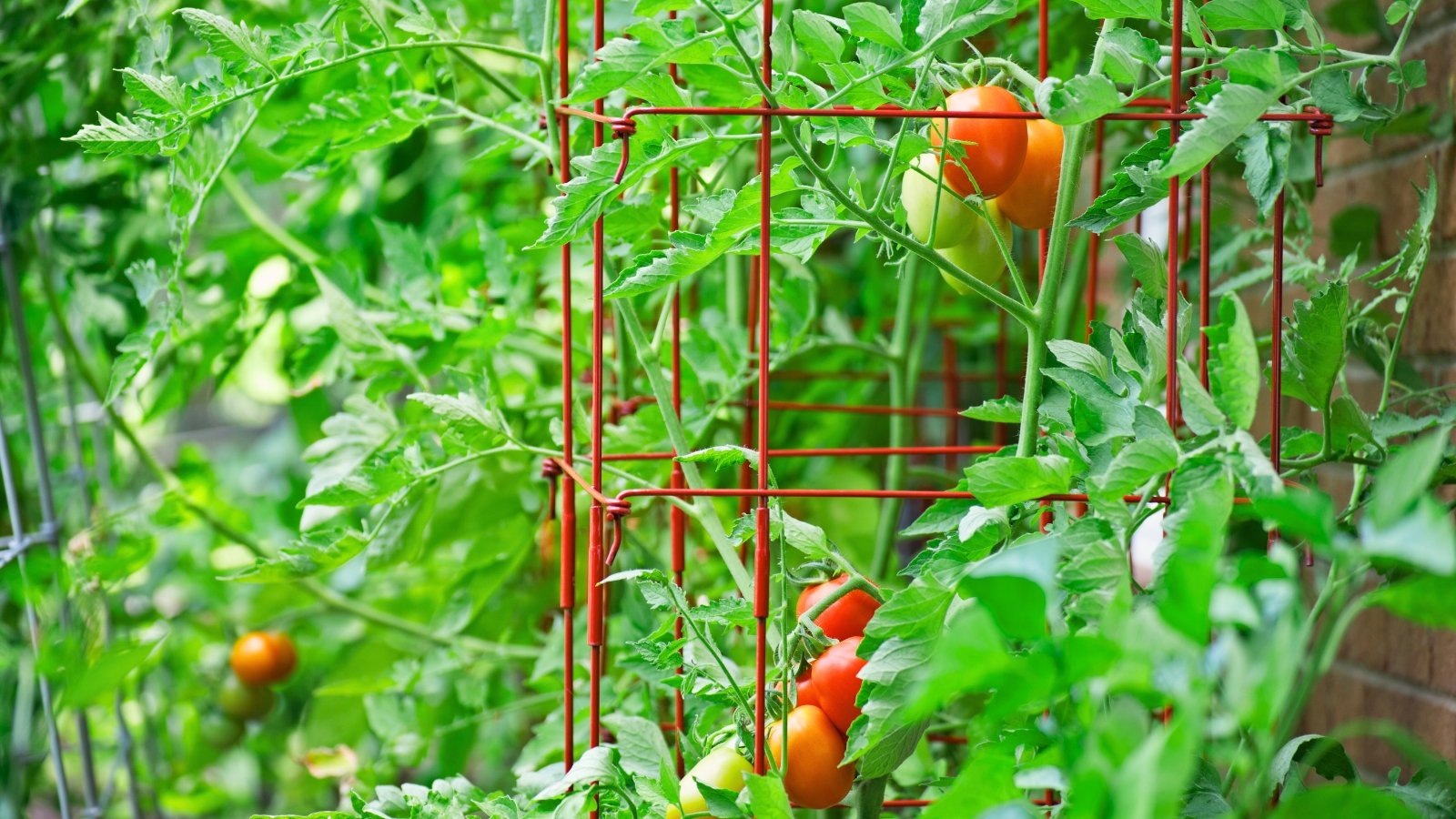 Roma tomatoes with smooth, oval-shaped red fruits grow in clusters on leafy vines supported by metal tomato cages.