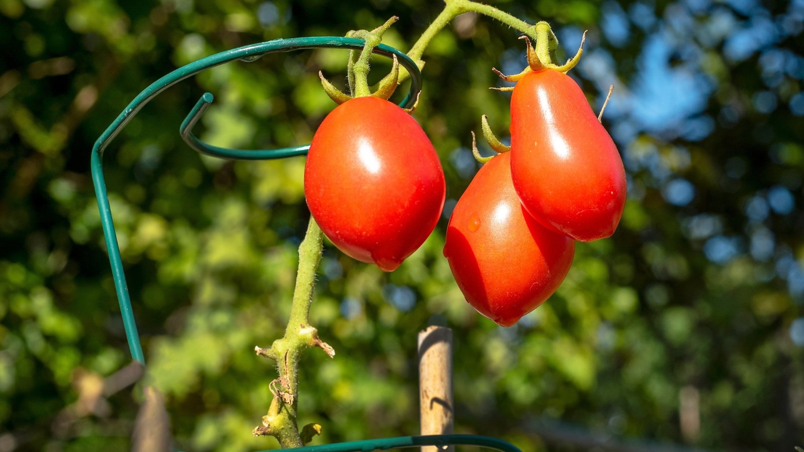 A cluster of Roma tomatoes ripening on a vine entwined within a tall metal tomato cage amid lush green leaves.