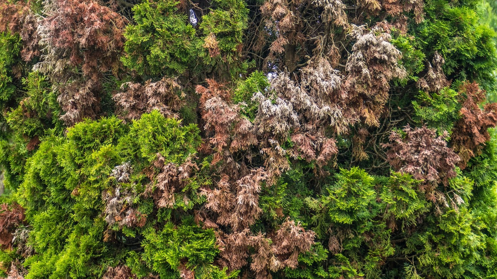 Evergreen thuja tree with branches showing brown, rotten patches on leaves, wilted tips, and signs of decay caused by root rot.
