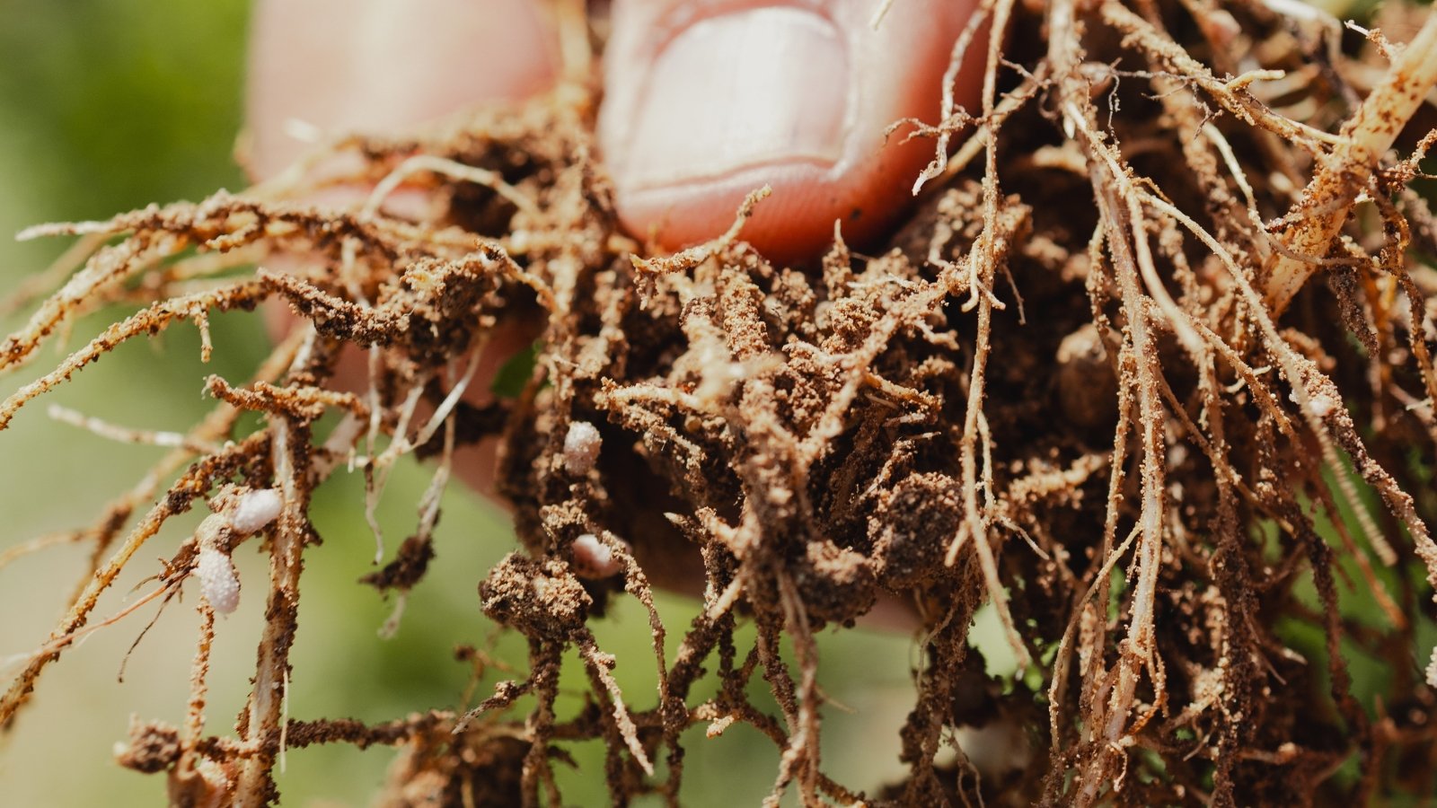 A hand holds decayed, mushy Delphinium roots with dark brown rot and broken, softened sections.