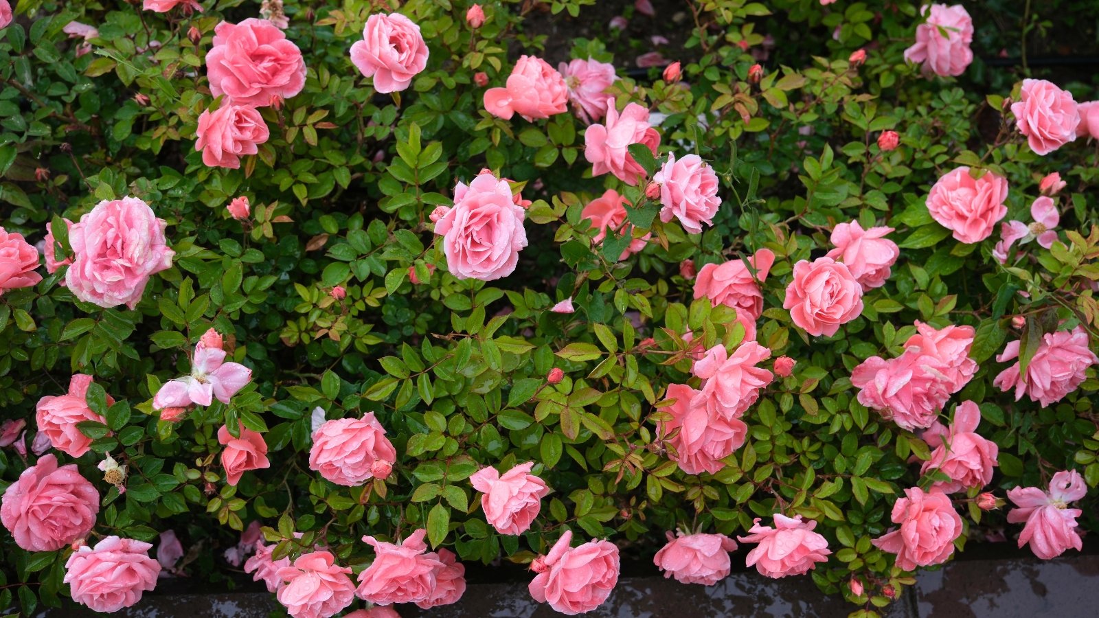 Many full, delicate pink roses with ruffled petals are scattered among vibrant green foliage.