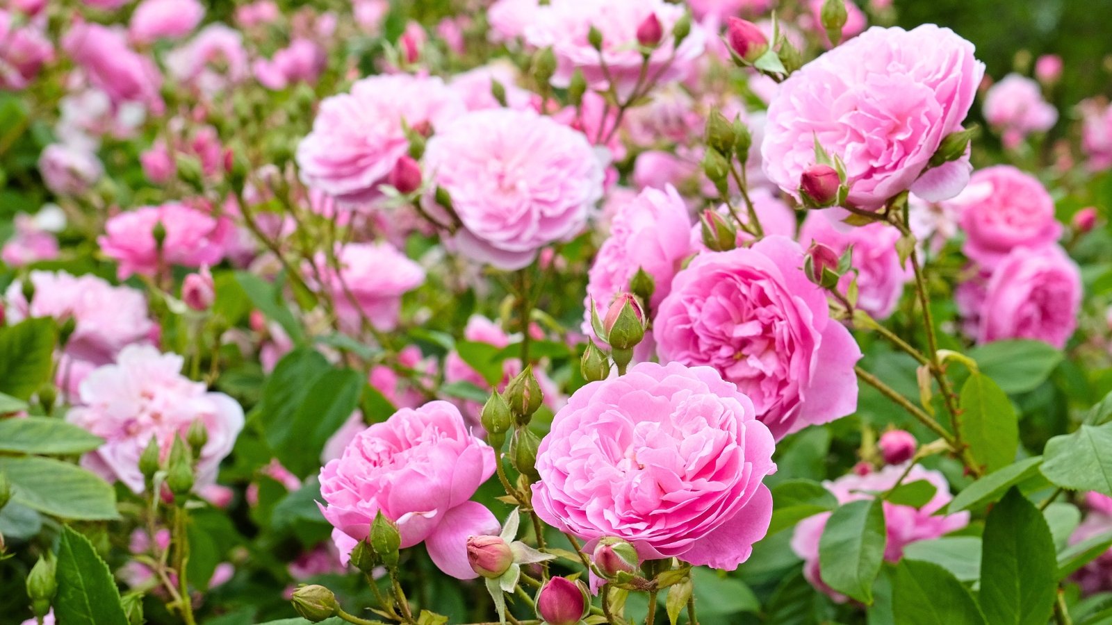 Numerous full, lush pink blossoms with layered petals and several unopened buds are nestled among dark green leaves on thorny stems.