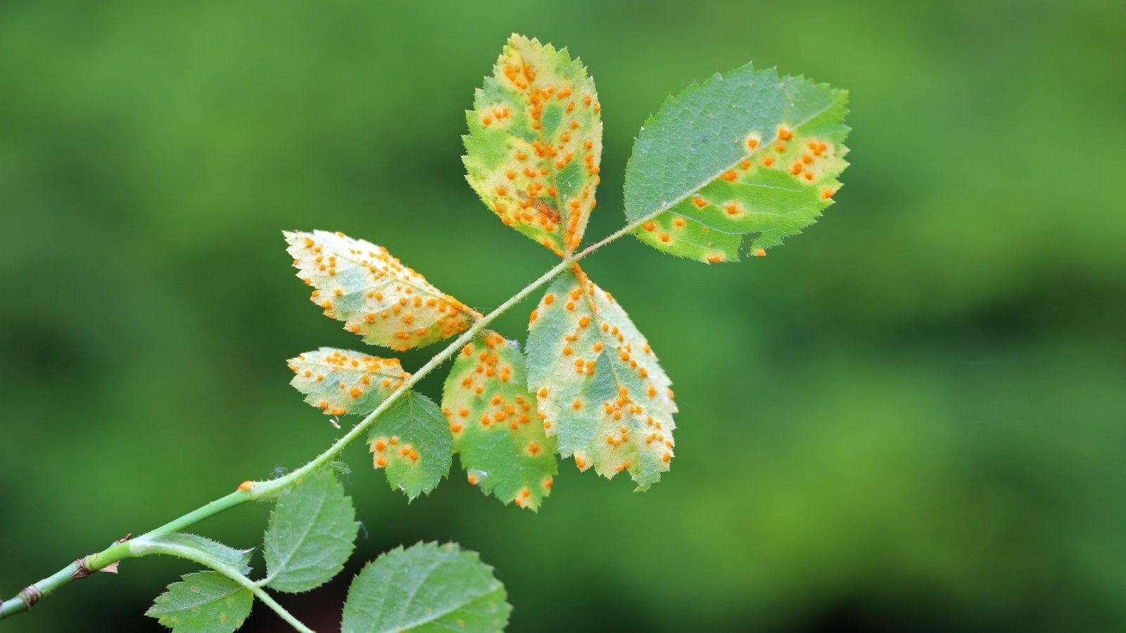 Rose leaves with orange-brown pustules scattered mainly on the undersides, causing yellowing and slight curling.