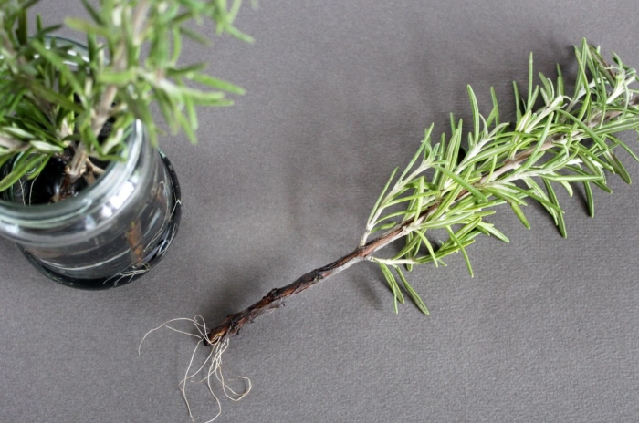 cuttings of rosemary rooting in water