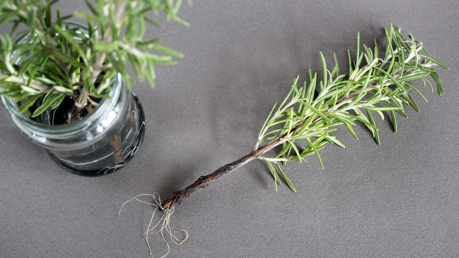 cuttings of rosemary rooting in water